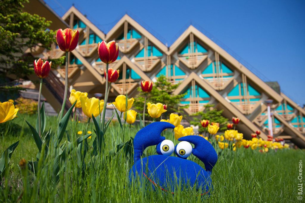 Как попасть во Всероссийский детский центр Океан: пошаговая инструкция ...