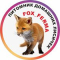 Fox Club VL