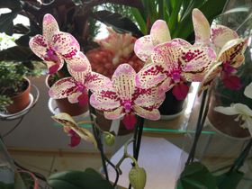 Орхидея Фалинопсис