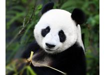 C1-371  Панда
