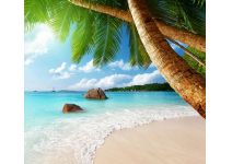 C1-006  Под пальмами