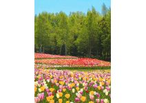 D2-093 Поле тюльпанов