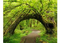 C1-021  Живая арка