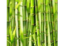 C1-098  Бамбук