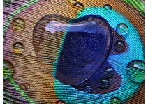 C1-334 перо павлина