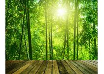 C1-372  Выход в бамбуковую рощу