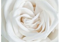 A1-061 роза белая