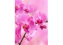 B1-089 орхидея розовая
