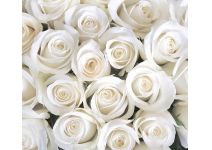 B1-091 розы белые