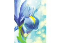 B1-094 синий ирис