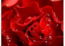 C1-024  Красная роза