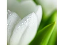 C1-144  Белый тюльпан