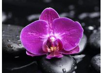 C1-323  Орхидея на камнях 2