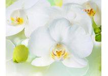 C1-379  Белая орхидея