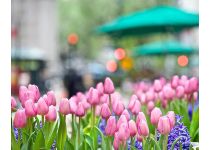 C1-381  Клумба