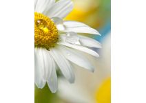 D2-079 Роса на ромашке