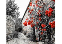 D2-043 Красные розы