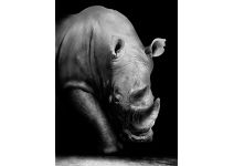 D2-099 Носорог