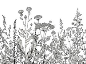 Фотообои F-215 Полевые цветы контур (повторяющиеся) 300х270