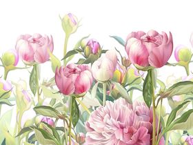 Фотообои Z-347 Розовые пионы рисунок 300х270