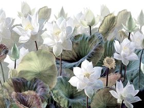 Фотообои Z-336 Лотосы 400х270