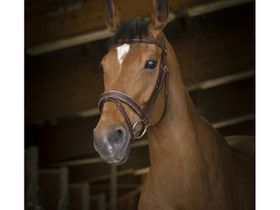 Оголовье 301892218-C NORTON PRO ROCK б/п (коричн)V