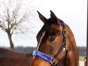 Меховушка 22810 иск мех чулок (вас,голуб)